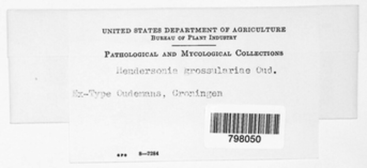 Hendersonia grossulariae image